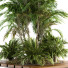 Drzewa i krzewy Garden Set Tropical - CG design