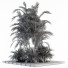 Drzewa i krzewy Garden Set Tropical - CG design