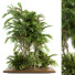 Drzewa i krzewy Garden Set Tropical - CG design