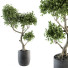 Maceta Grandes Bonsáis para Interior - CG design