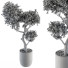 Maceta Grandes Bonsáis para Interior - CG design