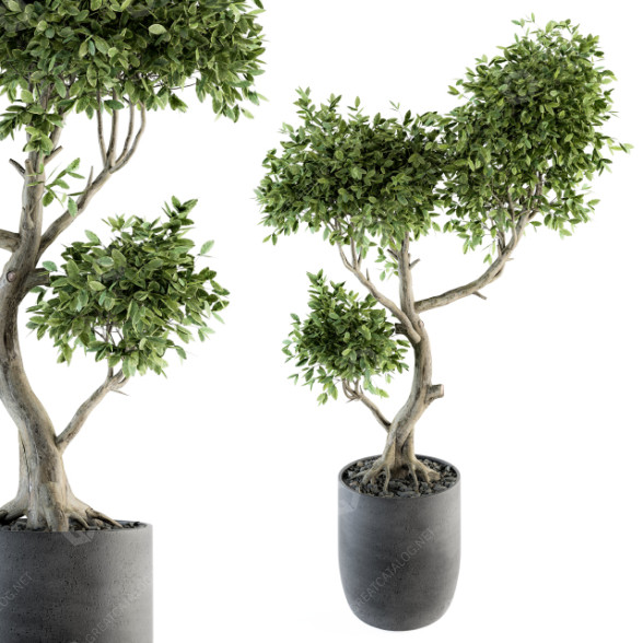 Maceta Grandes Bonsáis para Interior Modelo 3D