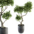 Maceta Grandes Bonsáis para Interior - CG design