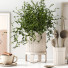 Декор Kitchen Accessories 021 - moyarahmadi1