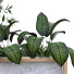 Maceta Planta en caja conjunto 171 - unisjamavari