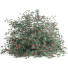 Krzak Outdoor Plant 005 - Mrym.3dmodel