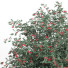 Krzak Outdoor Plant 005 - Mrym.3dmodel