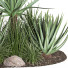 Buissons Plante en extérieur 003 aloe vera agave macdougalii - Mrym.3dmodel