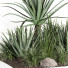 Buissons Plante en extérieur 003 aloe vera agave macdougalii - Mrym.3dmodel