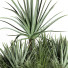 Buissons Plante en extérieur 003 aloe vera agave macdougalii - Mrym.3dmodel