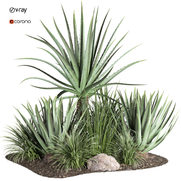 Buissons Plante en extérieur 003 aloe vera agave macdougalii modèle 3D