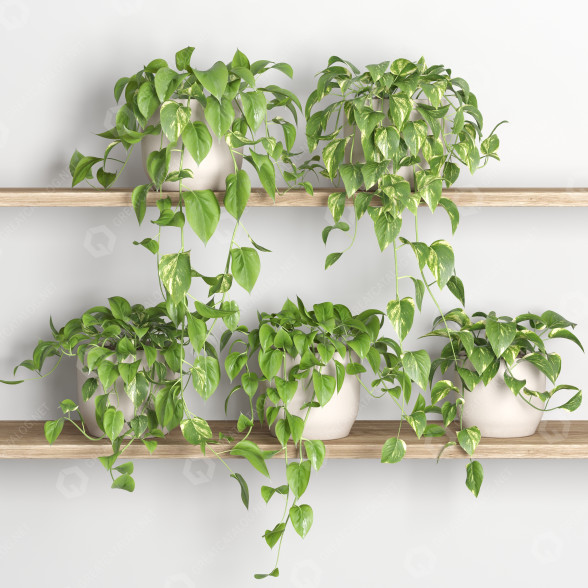 Flowerpots Hanging Plants on Shelf 3 3D model
