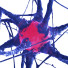 Zelle Nerve - Kudim