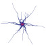 Zelle Nerve - Kudim