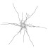 Zelle Nerve - Kudim