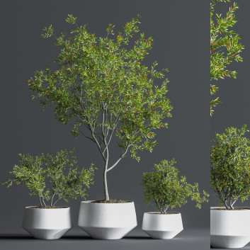Blumentöpfe  Indoor Set Plant 08 3D-Modell