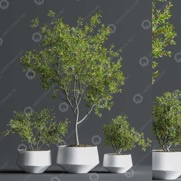 Pots de fleurs Indoor Set Plant 08 modèle 3D