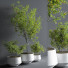 Pots de fleurs Indoor Set Plant 08 - nasrinrad