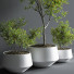 Pots de fleurs Indoor Set Plant 08 - nasrinrad
