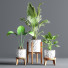 Blumentöpfe Indoor Set Plant 09 - nasrinrad