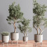 Вазони Набір кімнатних рослин 11 - nasrinrad