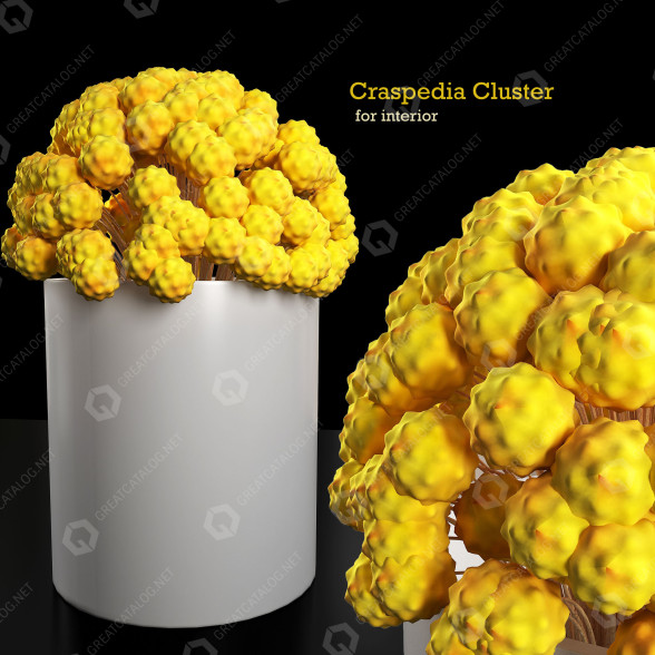 Bukiet Yellow Dry Flowers Craspedia Cluster model 3D