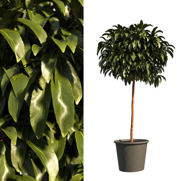 Doniczka  Bushes Model 3D