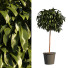 Pot de fleurs Buissons - ixtiyorallakulov