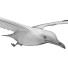 Möwe In Flight - Kudim