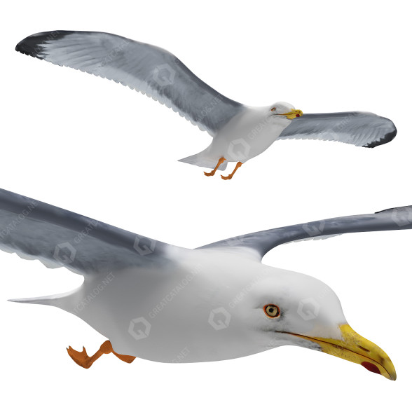 Möwe In Flight 3D-Modell