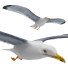 Möwe In Flight - Kudim