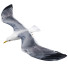 Möwe In Flight - Kudim