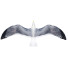 Möwe In Flight - Kudim