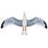 Möwe In Flight - Kudim