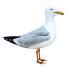 Oiseau Gull - Kudim