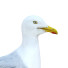 Oiseau Gull - Kudim