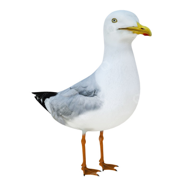 Oiseau Gull modèle 3D