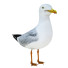 Oiseau Gull - Kudim