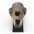 Czaszka Saber-Toothed Tiger - Kudim