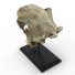 Czaszka Saber-Toothed Tiger - Kudim