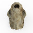 Czaszka Saber-Toothed Tiger - Kudim