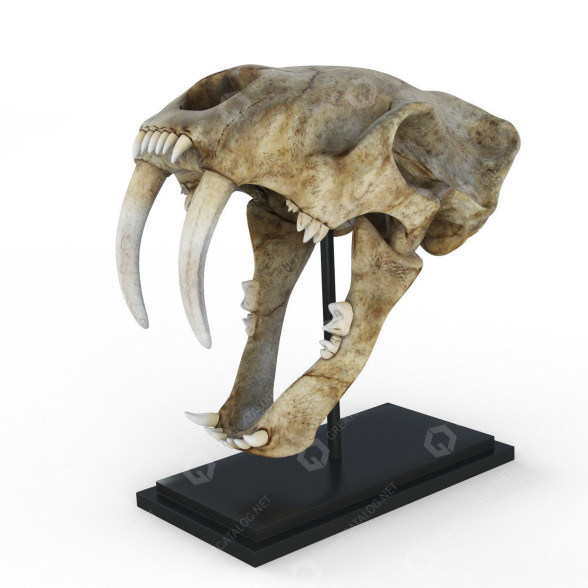 Czaszka Saber-Toothed Tiger model 3D