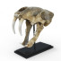 Czaszka Saber-Toothed Tiger - Kudim