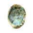 Shell Abalone - Kudim