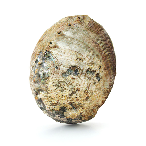 Shell Abalone 3D-Modell