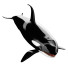 Косатка Orca - Kudim