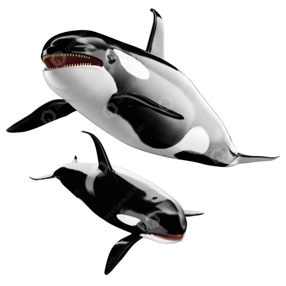 Косатка Orca 3D модель