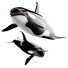 Косатка Orca - Kudim