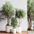 Pots de fleurs Ensemble de plantes d'intérieur 14 - nasrinrad