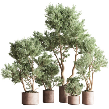 Pots de fleurs  Ensemble de plantes d'intérieur 22 Modèle 3D